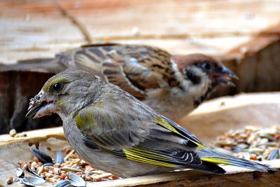 Young Carduelis chloris zelenec DSC_0080xpb