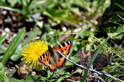 Butterflies  dsc_0420xpb