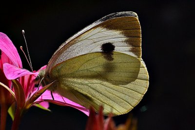 Butterfly Pieris brassicae  kapusov belin  DSC_0083xpb
