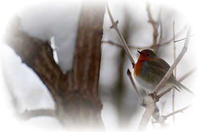 Robin Erithacus rubecula taščica  DSC_0019pbx