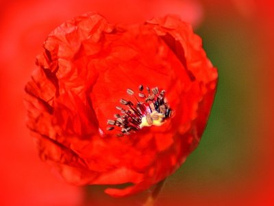 Sleep poppy bud wake up  DSC_0004xmpb