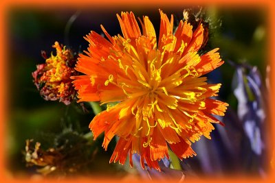 Orange hawkweed Hieracium aurantiacum oranna krolica  DSC_0074gpb