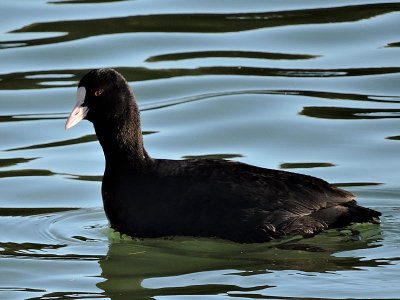 Coot fulica arta črna liska  DSCN0538xpb