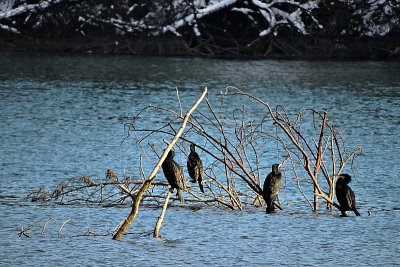Cormorants  on the blue river  DSCN0873xpb