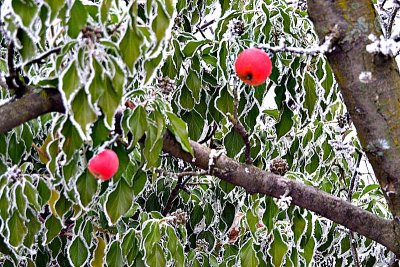 Apples in the frost dsc_0314zpb