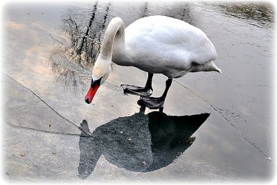 Swan on the ice  dsc_0023xpb