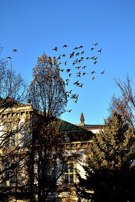Pigeons over the theatre dsc_0654ypb