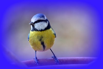 Blue tit cyanistes caeruleus  plavček   DSC_0142gpb