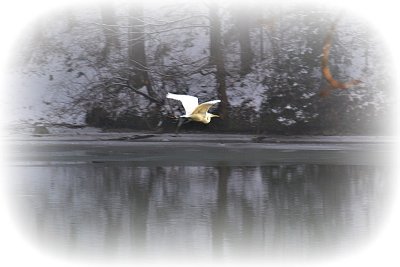  Great white egret  velika bela čaplja DSC_1143gpb