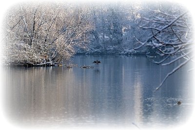 Winter cormorant  coot_fulica_atra_ DSC_0582xpb