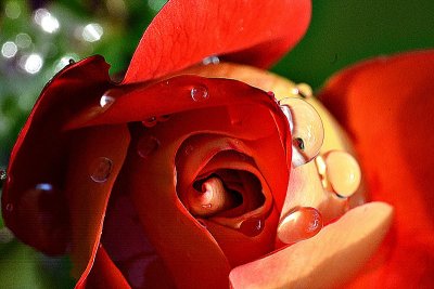 Red rose with drops DSC_0405xpb