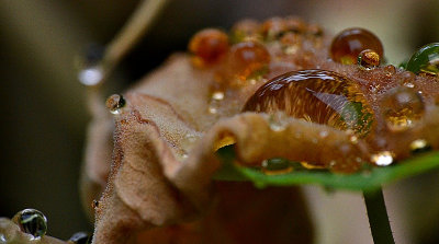 Amber drops DSC_0213xgpb