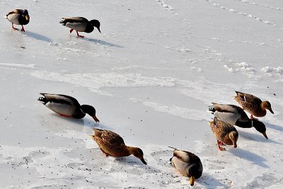 Ducks on ice of river   dsc_0543xpb