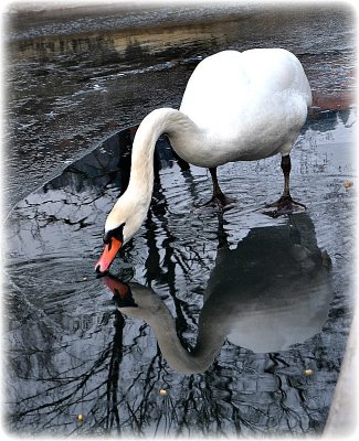 Swan  dsc_0025ygpb