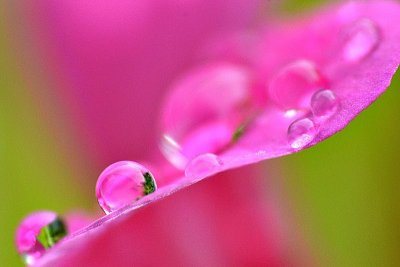 Pink raindrops of love DSC-0345xpb