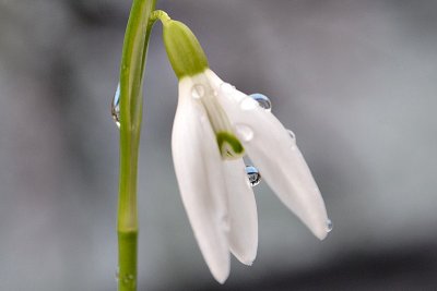 Common snowdrop Galanthus nivalis mali zvončekDSC_0904fopb