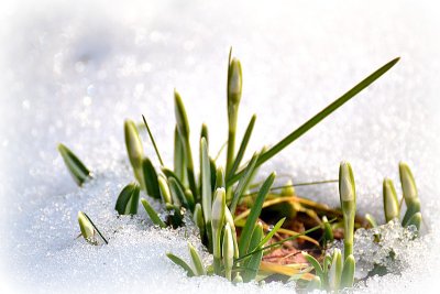 Spring Common snowdrop Galanthus nivalis mali zvonček DSC_0578gpb