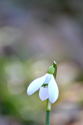 Spring Common snowdrop Galanthus nivalis mali zvonček DSC_0080ypb