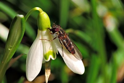 Common snowdrop Galanthus & Fly nivalis mali zvonček DSCN4341xBpb 