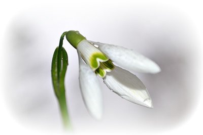 Common snowdrop Galanthus nivalis mali zvonček DSC_0420gpb