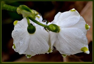 Spring snowflakes leucojum vernum DSC_0503xNpb