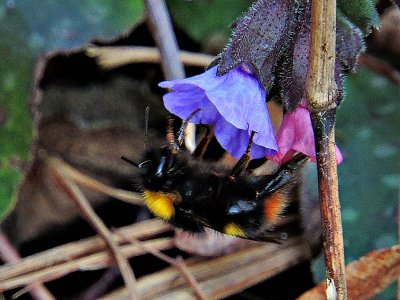Pulmonaria officinalis & Bumble Bee  navadni  pljučnik in čmrlj  DSCN5872xpb 