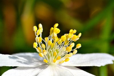 Wood anemone Anemone nemorosa podlesna vetrnica DSC_0263xpb