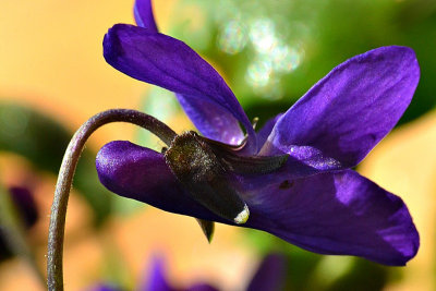 Sweet violet Viola odorata  dieča vijolica  DSC_0174gpb