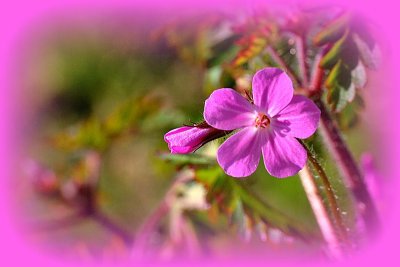 Wild little pink flower DSC_0857gpb