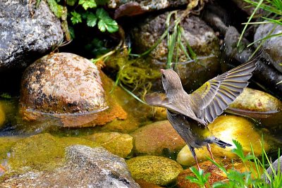 Carduelis_chloris__zelenecDSC_0590xpb