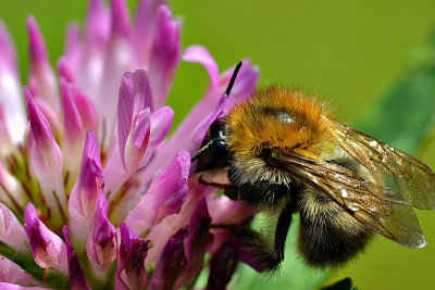 Bumblebee čmrlj  DSC_0313ggpb