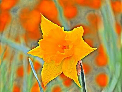 Daffodil DSCN6710xpb
