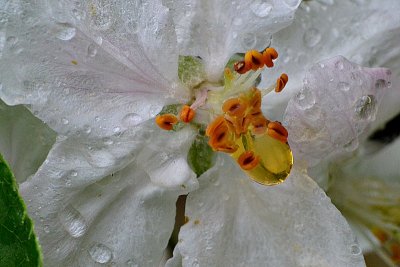 Apple blossom DSC_0919xpb