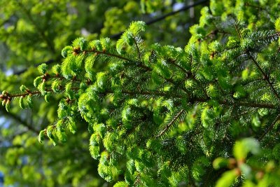 Green Picea abies smreka  DSC_0452xpb