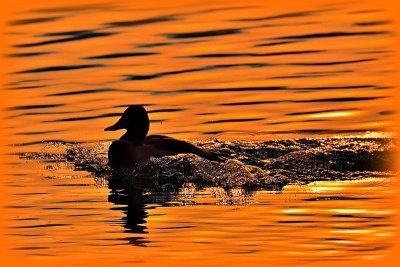 Duck in the sunset DSC_1196xpb
