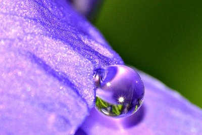 Violet drop DSC_0987xpb