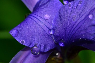 Iris with drops DSC_0967xpb