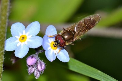 Fly  DSC_0388xpb