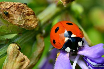 Coccinella septempunctata sedempikčasta pikapoloinica  DSC_0133xpb