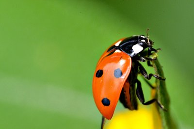 Coccinella septempunctata sedemmpikčasta pikapoloinica  DSC_0154xpb