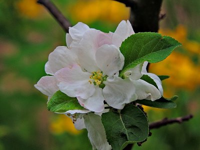 Apple blossoms DSCNxpb