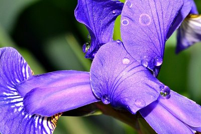 Iris with drops DSC_0977gxpb