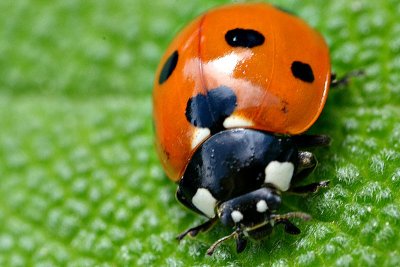 Coccinella septempunctata sedempikčasta pikapoloinica  DSC_0172gpb