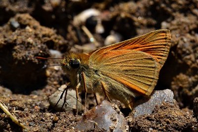 Butterfly DSC_0044xpb