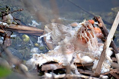 Decaying fish carp in the pond  DSC_0783xpb