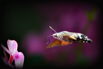 Hummingbird hawk-moth velerilec DSC_563gpb