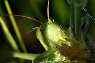Orthoptera kobilica DSC_0153xpb