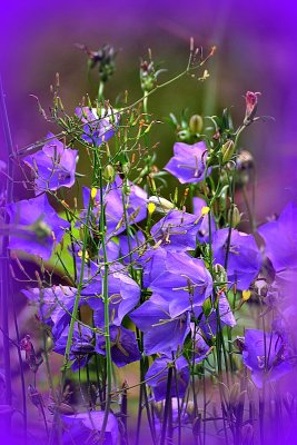 Blue flowers DSC_0744gpb