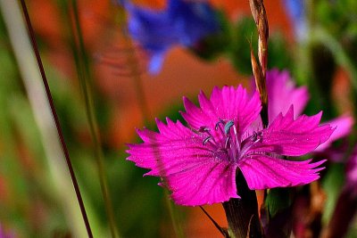 Dianthus carthusianorum (Carthusian Pink) DSC_0048xpb