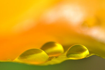 Golden drops DSC_0191xgpb